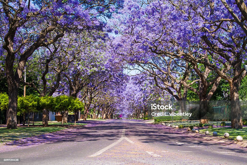 Jacaranda City